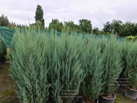 Можжевельник скальный Блю Арроу (Блю Эрроу) (Juniperus scopolorum Blue Arrow) ФОТО Питомник растений Природа (48)