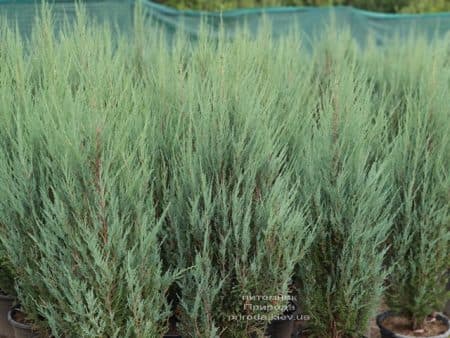 Можжевельник скальный Блю Арроу (Блю Эрроу) (Juniperus scopolorum Blue Arrow) ФОТО Питомник растений Природа (49)