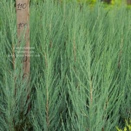 Можжевельник скальный Блю Арроу (Блю Эрроу) (Juniperus scopolorum Blue Arrow) ФОТО Питомник растений Природа (50)