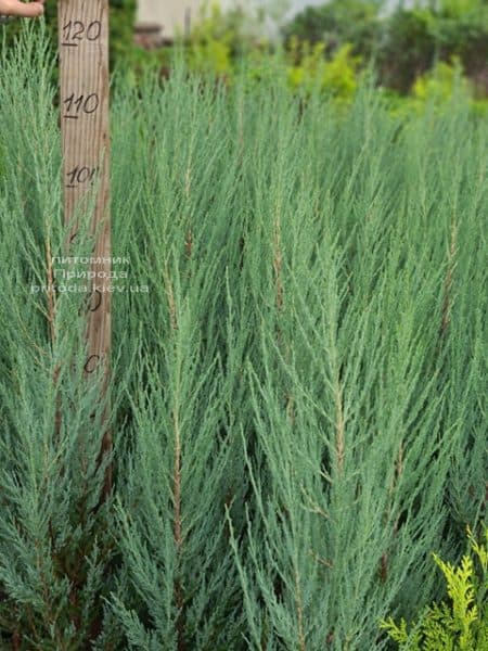 Ялівець скельний Блю Арроу (Блю Ерроу) (Juniperus scopolorum Blue Arrow) ФОТО Розплідник рослин Природа (50)