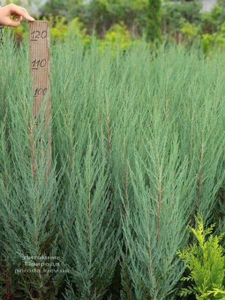 Ялівець скельний Блю Арроу (Блю Ерроу) (Juniperus scopolorum Blue Arrow) ФОТО Розплідник рослин Природа (51)