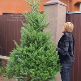 Ялиця корейська (Abies koreana) ФОТО Розплідник рослин Природа (35)