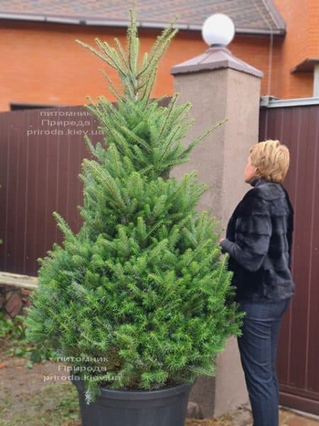 Ялиця корейська (Abies koreana) ФОТО Розплідник рослин Природа (35)