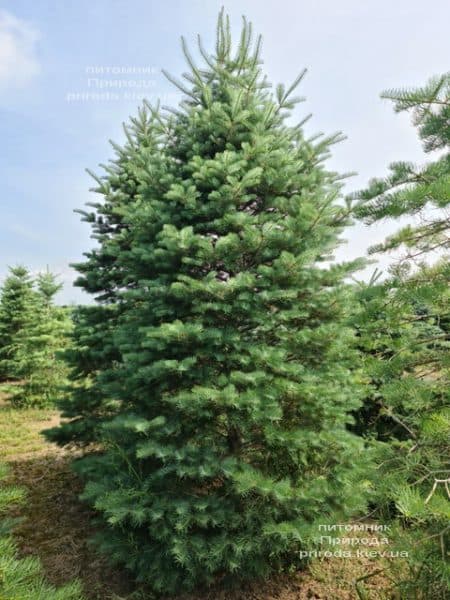 Пихта одноцветная (Abies Concolor) ФОТО Питомник растений Природа (68)