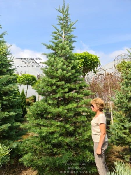 Пихта одноцветная (Abies Concolor) ФОТО Питомник растений Природа (71)