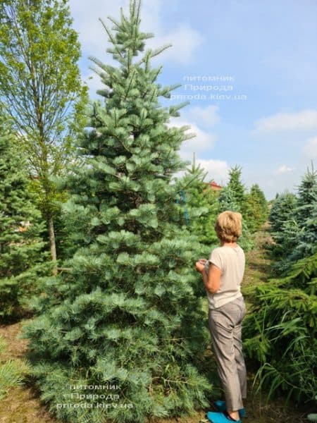 Пихта одноцветная (Abies Concolor) ФОТО Питомник растений Природа (72)