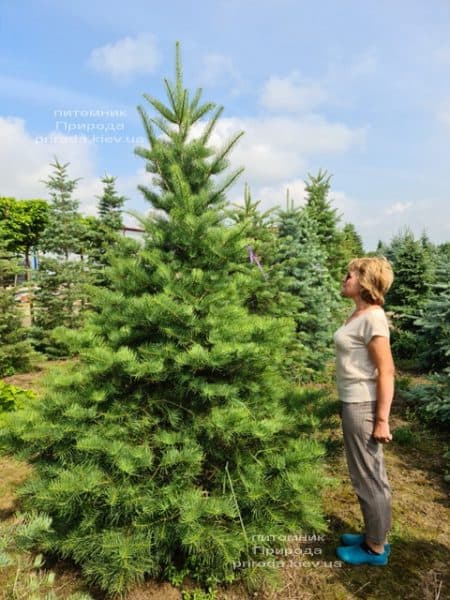 Пихта одноцветная (Abies Concolor) ФОТО Питомник растений Природа