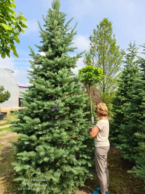 Пихта одноцветная (Abies Concolor) ФОТО Питомник растений Природа (74)