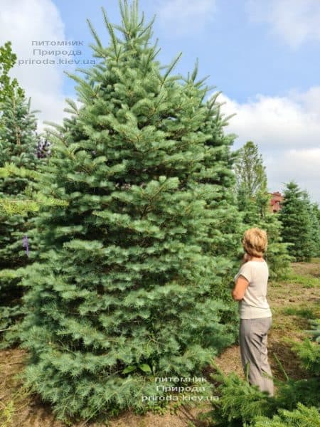 Пихта одноцветная (Abies Concolor) ФОТО Питомник растений Природа (75)