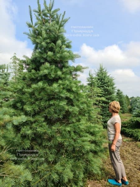 Пихта одноцветная (Abies Concolor) ФОТО Питомник растений Природа (76)