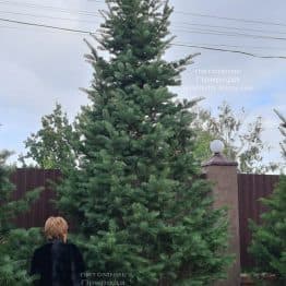Пихта одноцветная (Abies Concolor) ФОТО Питомник растений Природа (79)