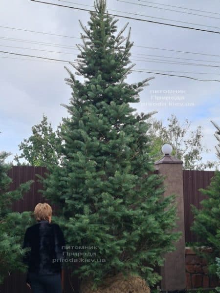 Пихта одноцветная (Abies Concolor) ФОТО Питомник растений Природа (79)