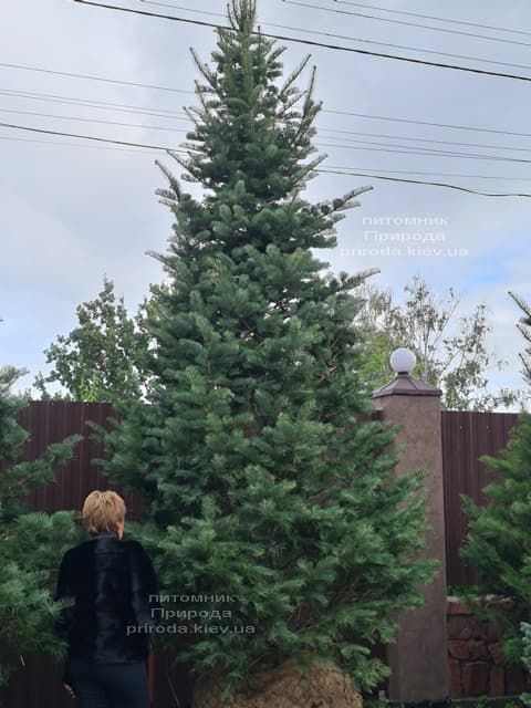 Пихта одноцветная (Abies Concolor) ФОТО Питомник растений Природа (79)