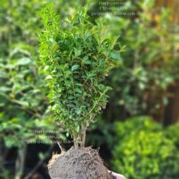 Самшит вечнозелёный (Buxus sempervirens) ФОТО Питомник растений Природа (13)