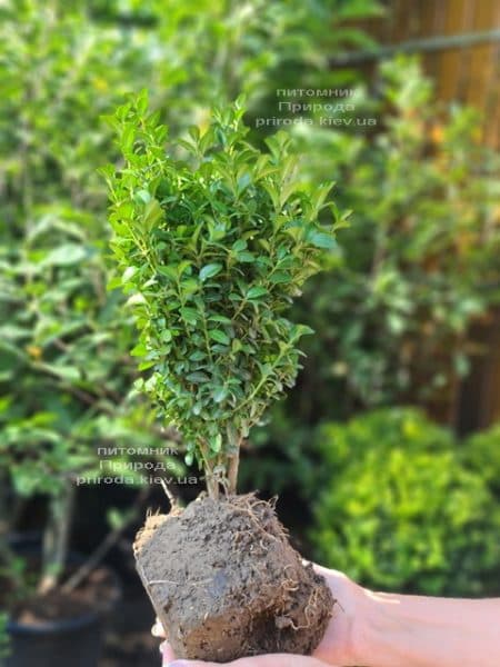 Самшит вечнозелёный (Buxus sempervirens) ФОТО Питомник растений Природа (13)