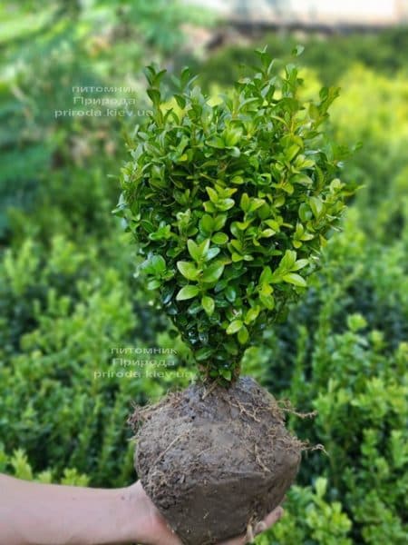 Самшит вечнозелёный (Buxus sempervirens) ФОТО Питомник растений Природа (14)