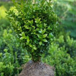 Самшит вечнозелёный (Buxus sempervirens) ФОТО Питомник растений Природа (15)