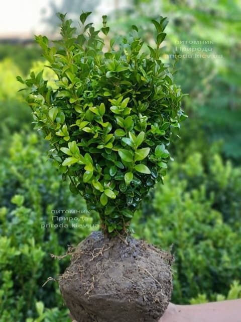 Самшит вечнозелёный (Buxus sempervirens) ФОТО Питомник растений Природа (15)