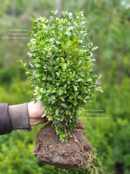 Самшит вечнозелёный (Buxus sempervirens) ФОТО Питомник растений Природа (16)