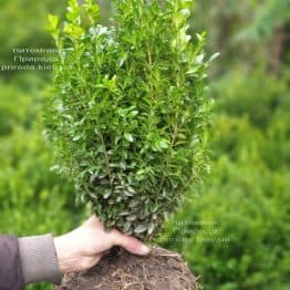 Самшит вечнозелёный (Buxus sempervirens) ФОТО Питомник растений Природа (17)