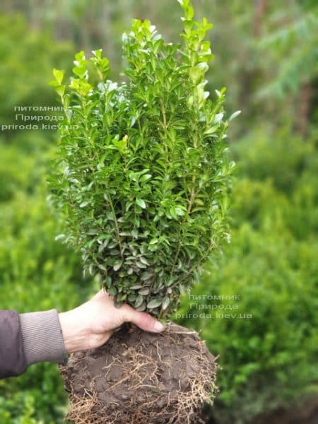 Самшит вічнозелений (Buxus sempervirens) ФОТО Розплідник рослин Природа (17)