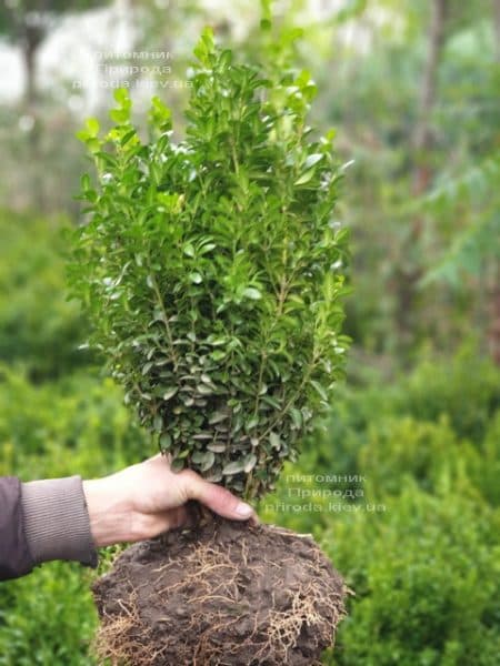 Самшит вічнозелений (Buxus sempervirens) ФОТО Розплідник рослин Природа (18)