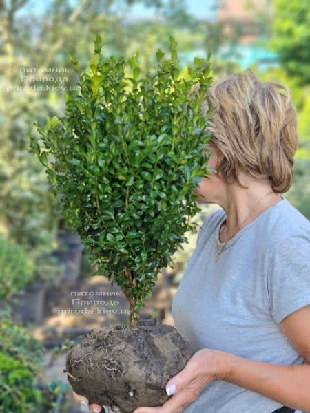 Самшит вечнозелёный (Buxus sempervirens) ФОТО Питомник растений Природа (19)