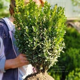 Самшит вечнозелёный (Buxus sempervirens) ФОТО Питомник растений Природа (21)