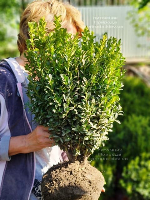 Самшит вечнозелёный (Buxus sempervirens) ФОТО Питомник растений Природа (21)