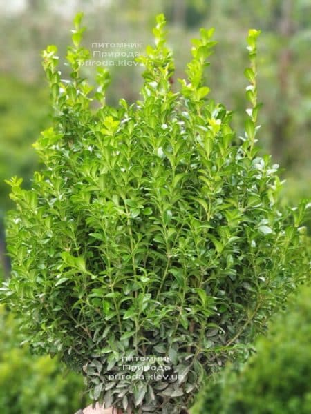 Самшит вічнозелений (Buxus sempervirens) ФОТО Розплідник рослин Природа (23)