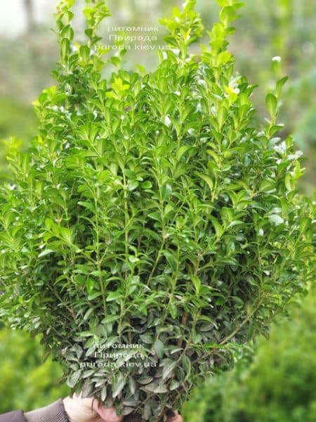 Самшит вечнозелёный (Buxus sempervirens) ФОТО Питомник растений Природа (24)