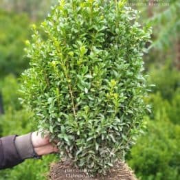 Самшит вечнозелёный (Buxus sempervirens) ФОТО Питомник растений Природа (25)
