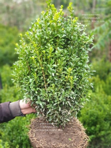 Самшит вічнозелений (Buxus sempervirens) ФОТО Розплідник рослин Природа (25)