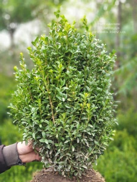 Самшит вечнозелёный (Buxus sempervirens) ФОТО Питомник растений Природа (26)