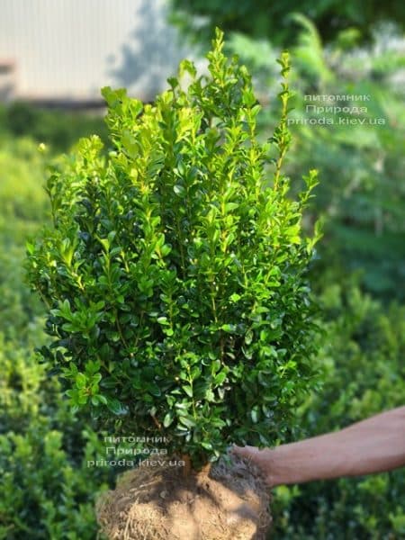 Самшит вечнозелёный (Buxus sempervirens) ФОТО Питомник растений Природа (27)