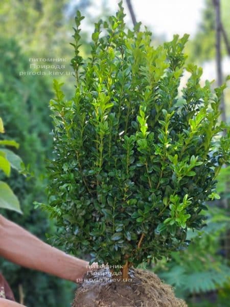 Самшит вічнозелений (Buxus sempervirens) ФОТО Розплідник рослин Природа (28)