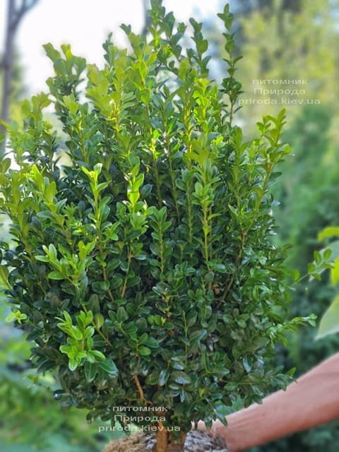 Самшит вечнозелёный (Buxus sempervirens) ФОТО Питомник растений Природа (29)