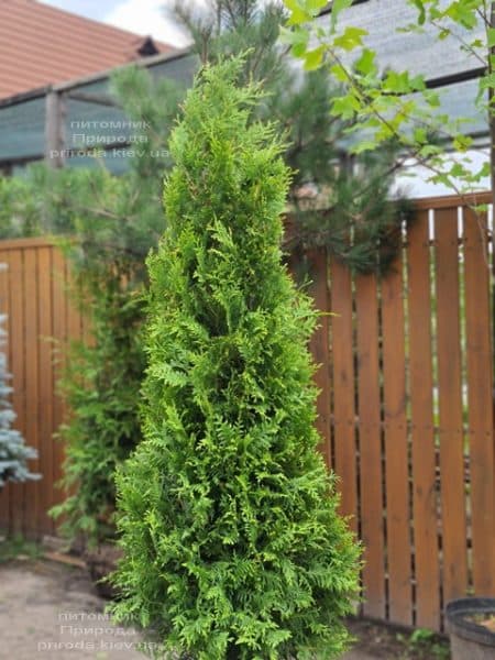 Туя західна Брабант (Thuja occidentalis Brabant) ФОТО Розплідник рослин Природа (100)