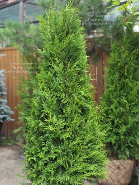 Туя західна Брабант (Thuja occidentalis Brabant) ФОТО Розплідник рослин Природа (103)