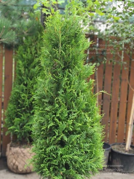 Туя західна Брабант (Thuja occidentalis Brabant) ФОТО Розплідник рослин Природа (105)