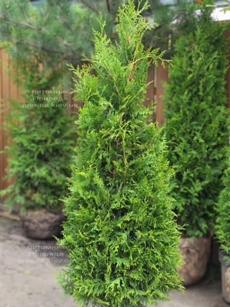 Туя західна Брабант (Thuja occidentalis Brabant) ФОТО Розплідник рослин Природа (108)