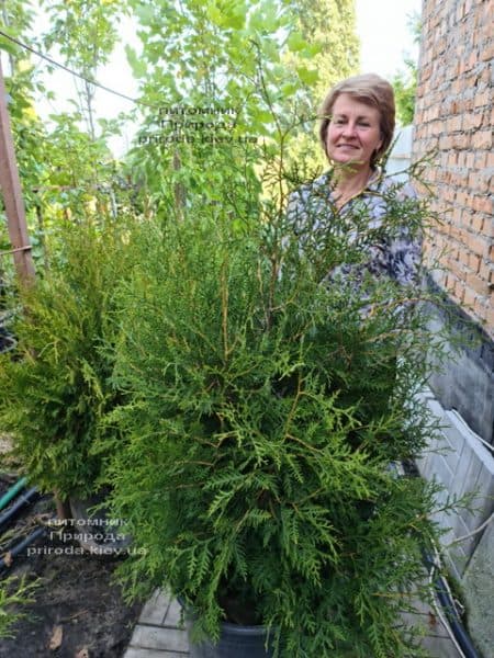 Туя западная Брабант (Thuja occidentalis Brabant) ФОТО Питомник растений Природа (110)