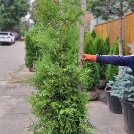 Туя західна Брабант (Thuja occidentalis Brabant) ФОТО Розплідник рослин Природа (113)