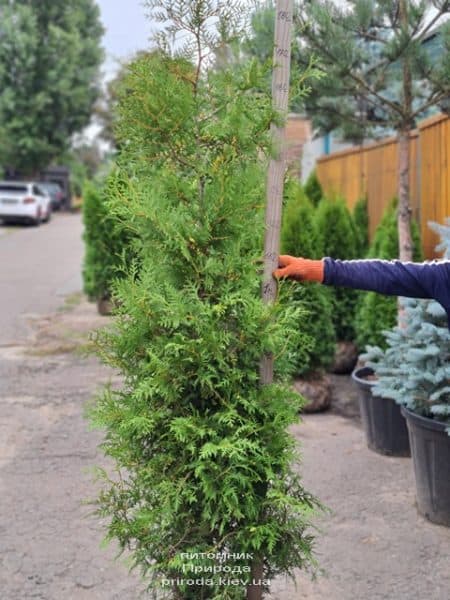 Туя західна Брабант (Thuja occidentalis Brabant) ФОТО Розплідник рослин Природа (113)