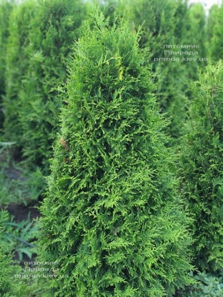 Туя западная Брабант (Thuja occidentalis Brabant) ФОТО Питомник растений Природа (87)