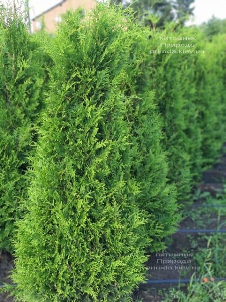 Туя західна Брабант (Thuja occidentalis Brabant) ФОТО Розплідник рослин Природа (91)