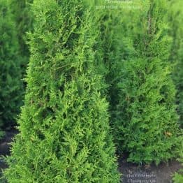 Туя західна Брабант (Thuja occidentalis Brabant) ФОТО Розплідник рослин Природа (92)