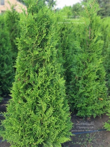 Туя западная Брабант (Thuja occidentalis Brabant) ФОТО Питомник растений Природа (92)