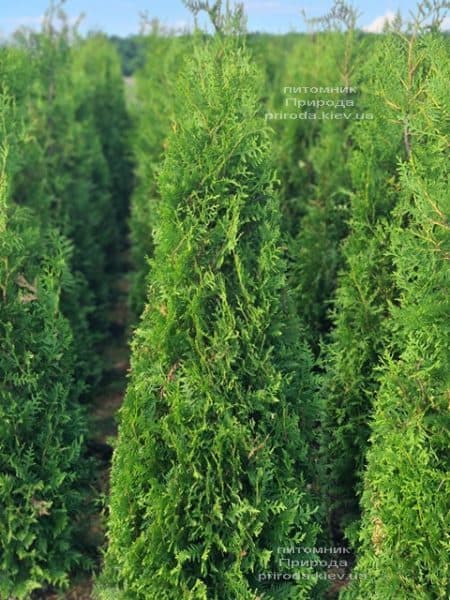 Туя західна Брабант (Thuja occidentalis Brabant) ФОТО Розплідник рослин Природа (95)