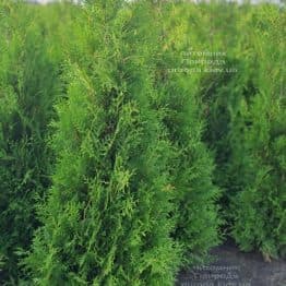 Туя західна Брабант (Thuja occidentalis Brabant) ФОТО Розплідник рослин Природа (96)